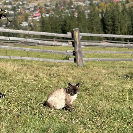 мелодія гір .апартаменти з видом на гори . Appartamento *